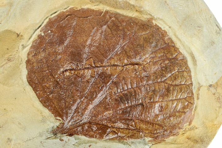 Paleocene Fossil Leaf - Montana #268151
